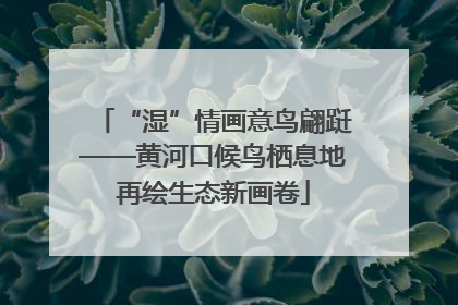 “湿”情画意鸟翩跹——黄河口候鸟栖息地再绘生态新画卷