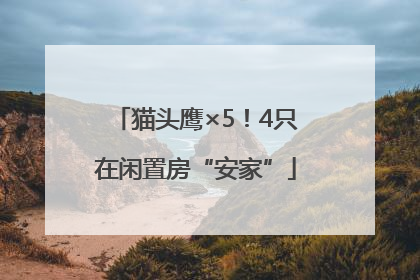 猫头鹰×5！4只在闲置房“安家”