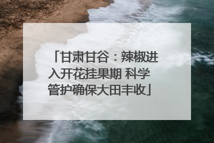 甘肃甘谷：辣椒进入开花挂果期 科学管护确保大田丰收