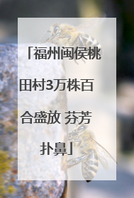 福州闽侯桃田村3万株百合盛放 芬芳扑鼻