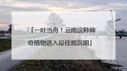 一叶当舟！云南这种神奇植物进入最佳观赏期