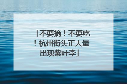 不要摘！不要吃！杭州街头正大量出现紫叶李
