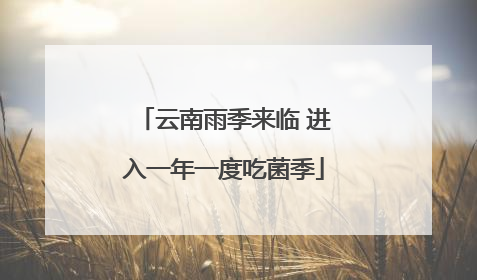 云南雨季来临 进入一年一度吃菌季