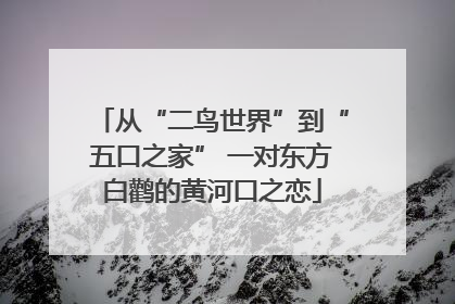 从“二鸟世界”到“五口之家” 一对东方白鹳的黄河口之恋