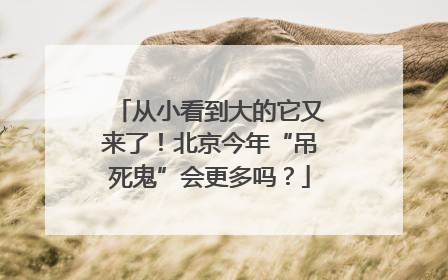 从小看到大的它又来了！北京今年“吊死鬼”会更多吗？