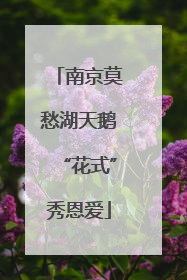 南京莫愁湖天鹅“花式”秀恩爱