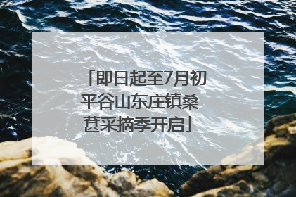即日起至7月初 平谷山东庄镇桑葚采摘季开启
