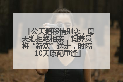 公天鹅移情别恋，母天鹅拒绝相亲，饲养员将“新欢”送走，时隔10天原配重逢