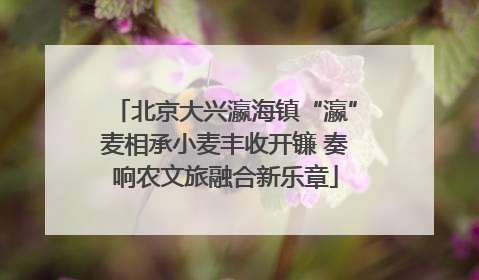 北京大兴瀛海镇“瀛”麦相承小麦丰收开镰 奏响农文旅融合新乐章