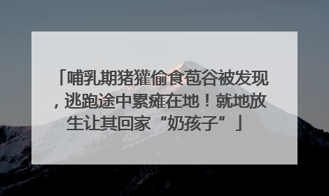 哺乳期猪獾偷食苞谷被发现，逃跑途中累瘫在地！就地放生让其回家“奶孩子”