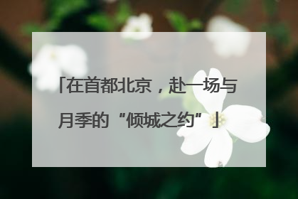 在首都北京，赴一场与月季的“倾城之约”