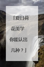 夏日荷花美学 你能认出几种？