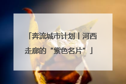 奔流城市计划丨河西走廊的“紫色名片”