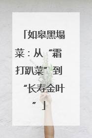 如皋黑塌菜：从“霜打趴菜”到“长寿金叶”