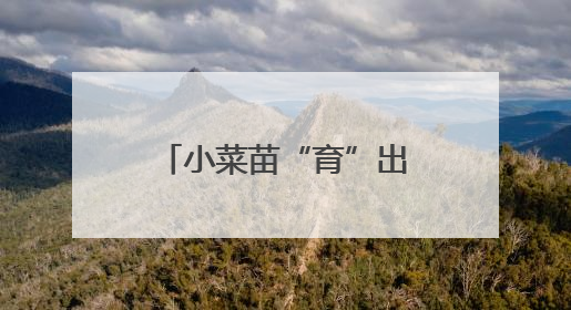 小菜苗“育”出大产业 曲周10亿株“科技苗”15省落地生根