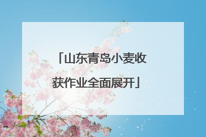 山东青岛小麦收获作业全面展开
