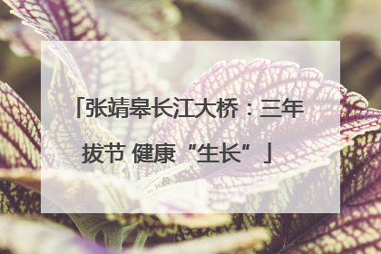 张靖皋长江大桥：三年拔节 健康“生长”