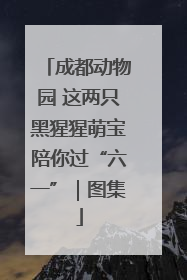 成都动物园 这两只黑猩猩萌宝陪你过“六一”｜图集