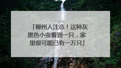 柳州人注意！这种灰黑色小虫看到一只，家里很可能已有一万只