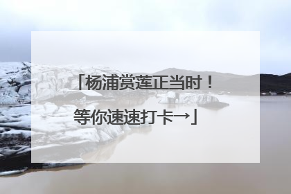 杨浦赏莲正当时！等你速速打卡→
