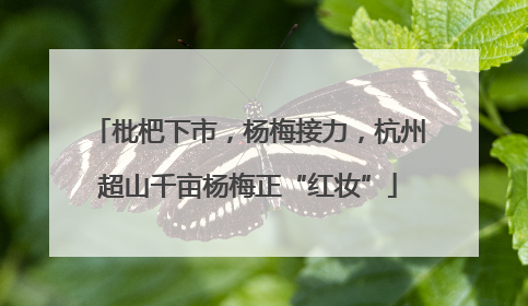 枇杷下市，杨梅接力，杭州超山千亩杨梅正“红妆”