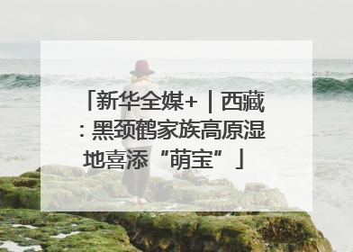 新华全媒+｜西藏：黑颈鹤家族高原湿地喜添“萌宝”