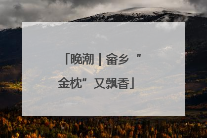 晚潮｜畲乡“金枕”又飘香
