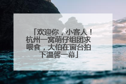 欢迎你，小客人！杭州一窝萌仔组团求喂食，大伯在窗台拍下温馨一幕
