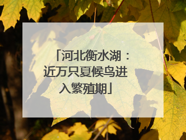 河北衡水湖：近万只夏候鸟进入繁殖期