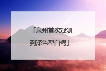 泉州首次观测到深色型白鹭