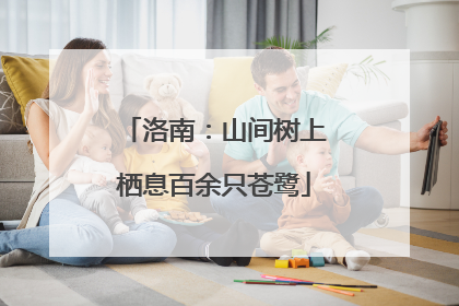 洛南：山间树上栖息百余只苍鹭