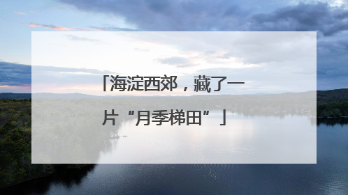 海淀西郊，藏了一片“月季梯田”