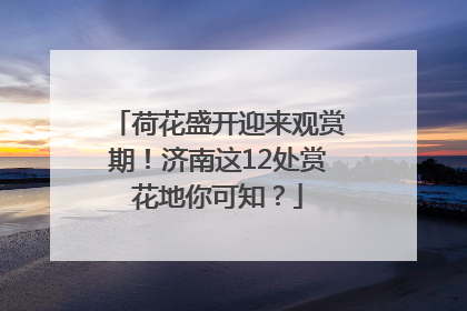 荷花盛开迎来观赏期！济南这12处赏花地你可知？