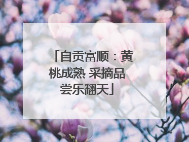 自贡富顺：黄桃成熟 采摘品尝乐翻天
