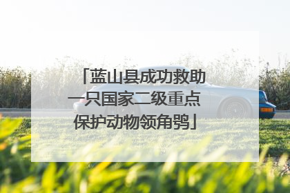 蓝山县成功救助一只国家二级重点保护动物领角鸮