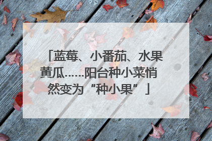 蓝莓、小番茄、水果黄瓜……阳台种小菜悄然变为“种小果”
