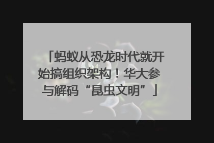 蚂蚁从恐龙时代就开始搞组织架构！华大参与解码“昆虫文明”