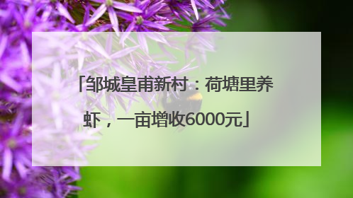 邹城皇甫新村：荷塘里养虾，一亩增收6000元