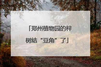 郑州植物园的梓树结“豆角”了