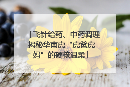 飞针给药、中药调理 揭秘华南虎“虎爸虎妈”的硬核温柔