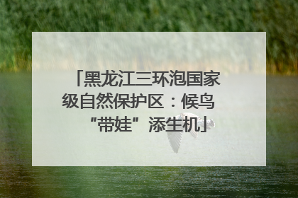 黑龙江三环泡国家级自然保护区：候鸟“带娃”添生机