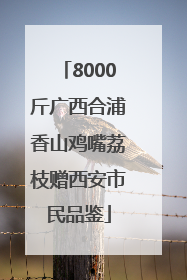 8000斤广西合浦香山鸡嘴荔枝赠西安市民品鉴