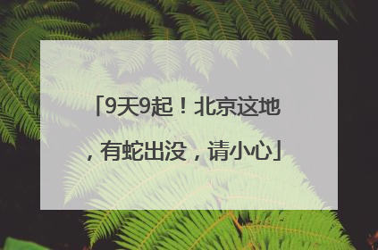 9天9起！北京这地，有蛇出没，请小心